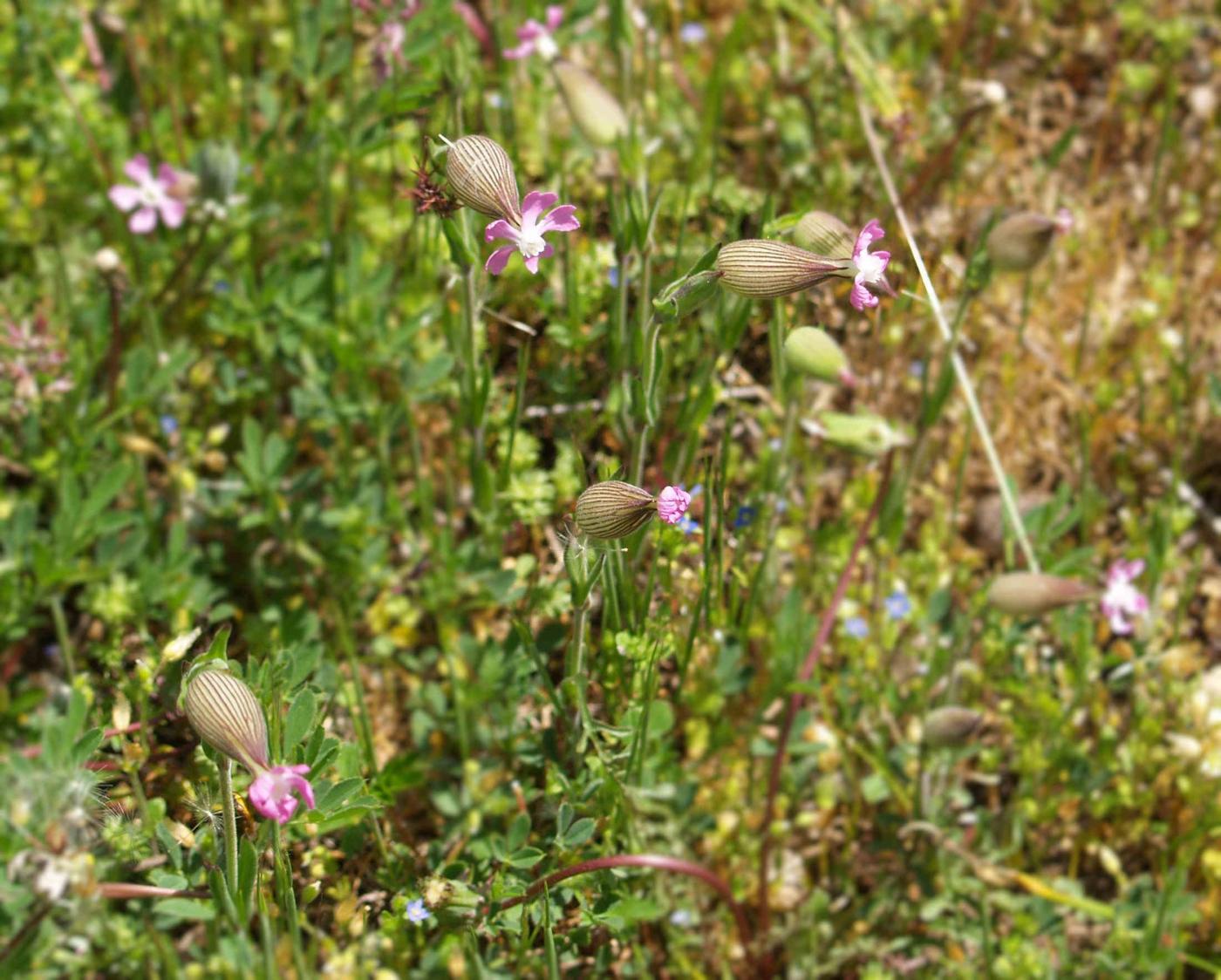 Catchfly, Sand plant